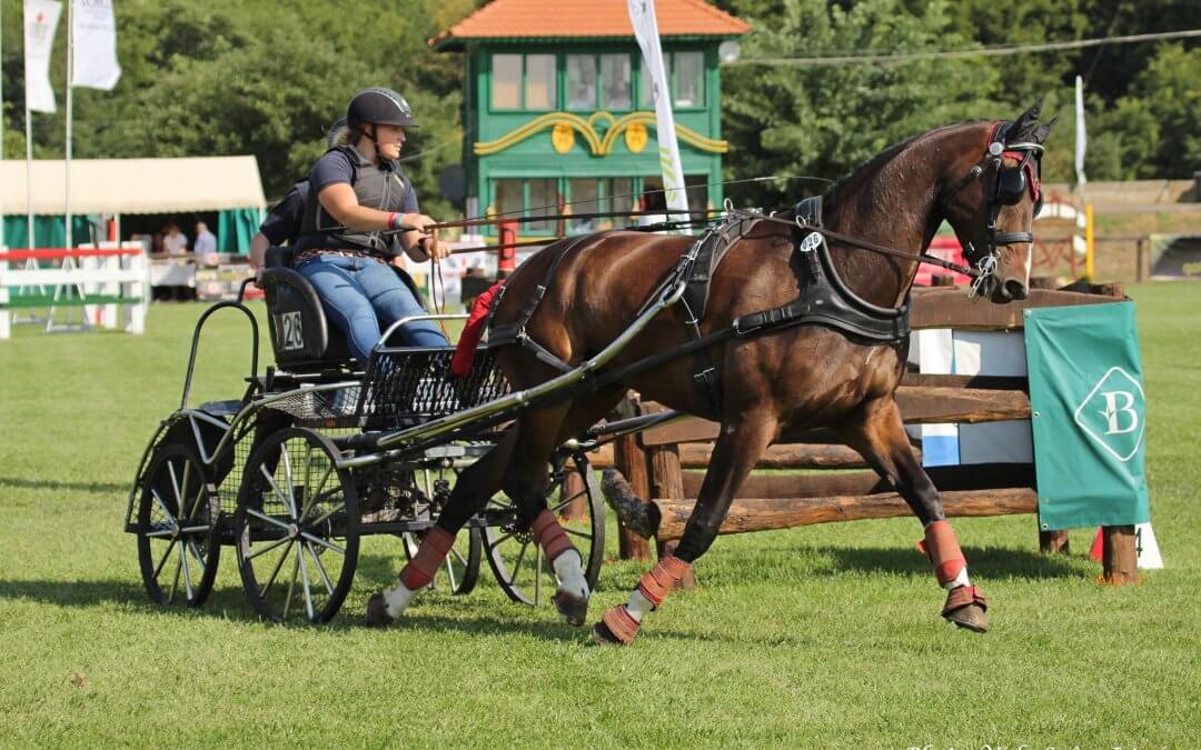 6 éves fiatal fogatlovak 2017-es világbajnoka, FORTINO. Hajtója Marie TISCHER (GER).