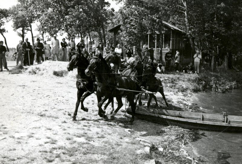 Apajpuszta 1975, avagy a mezőhegyesi lovak víziszonya